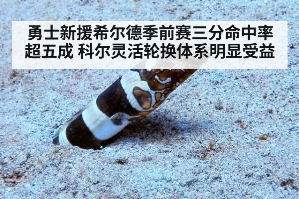 勇士新援希尔德季前赛三分命中率超五成 科尔灵活轮换体系明显受益